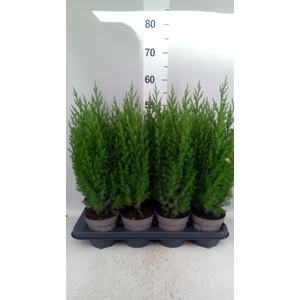 Juniperus chinensis 'Stricta'