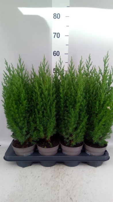 <h4>Juniperus chinensis 'Stricta'</h4>