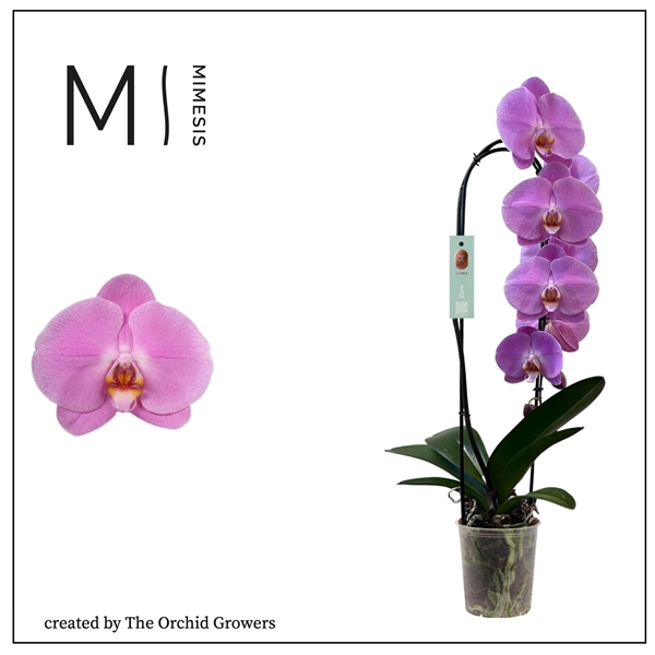 <h4>Mimesis Phal. Flow Olga - 1 spike 12cm</h4>