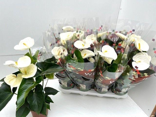 <h4>Anthurium Alpine</h4>