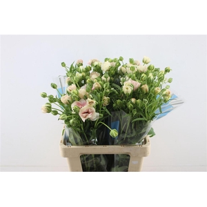 Ran Butterfly Ariadne 60cm