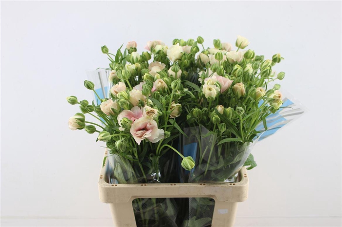 <h4>Ran Butterfly Ariadne 60cm</h4>