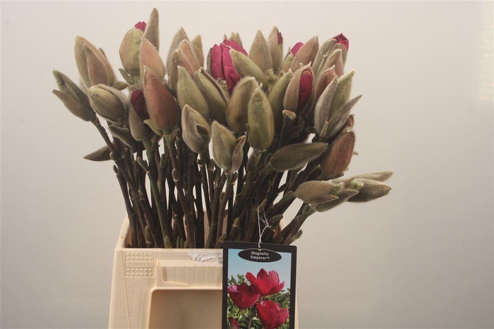 <h4>MAGNOLIA EMPEROR*</h4>