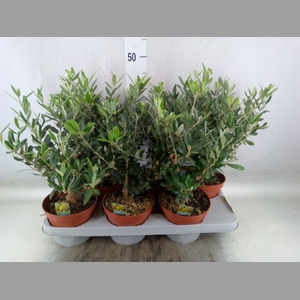 Olea europaea