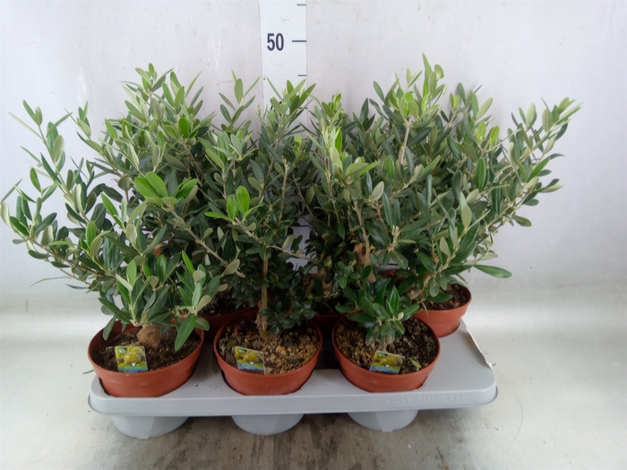 <h4>Olea europaea</h4>