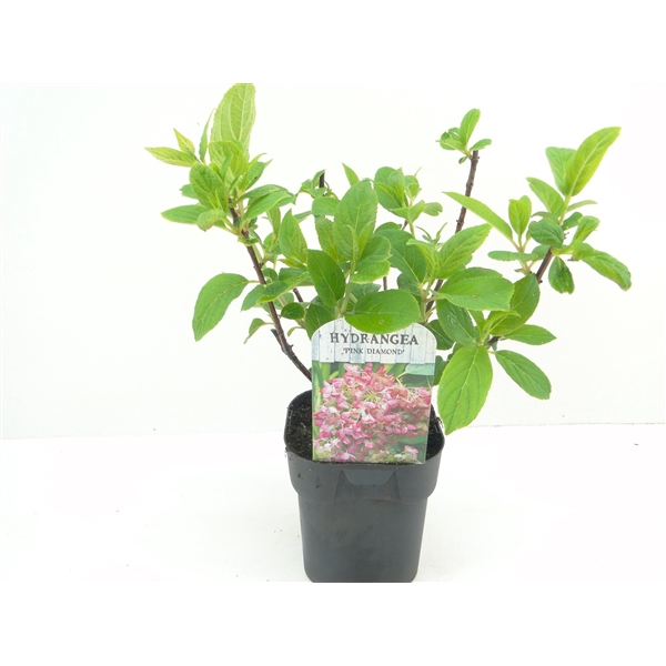 <h4>Hydrangea pan. Pink Diamond</h4>