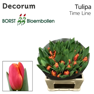 Tulipa En Timeline