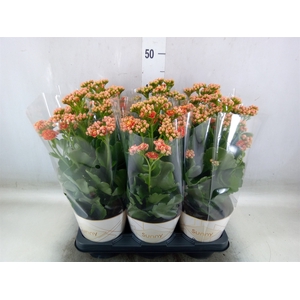 Kalanchoe  'Volcanic Orange'