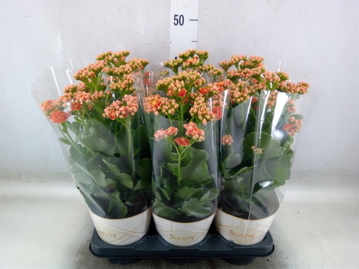<h4>Kalanchoe  'Volcanic Orange'</h4>