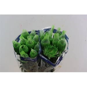 Chr G Tinted Santini Dyed Dusty Lime