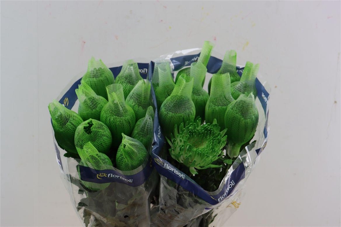 <h4>Chr G Tinted Santini Dyed Dusty Lime</h4>