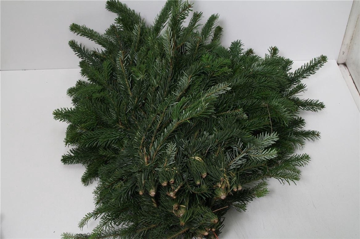 <h4>Abies Nordmann Bos</h4>