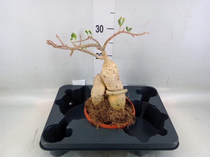 <h4>Succulents   ...</h4>