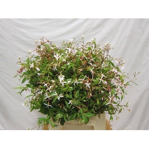 GILLENIA TRIFOLIATA
