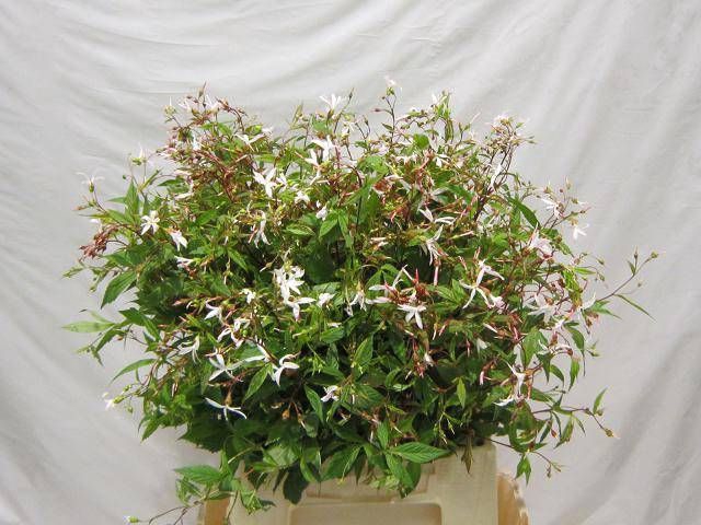 <h4>GILLENIA TRIFOLIATA</h4>
