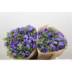 Anem Full Star Deep Blue