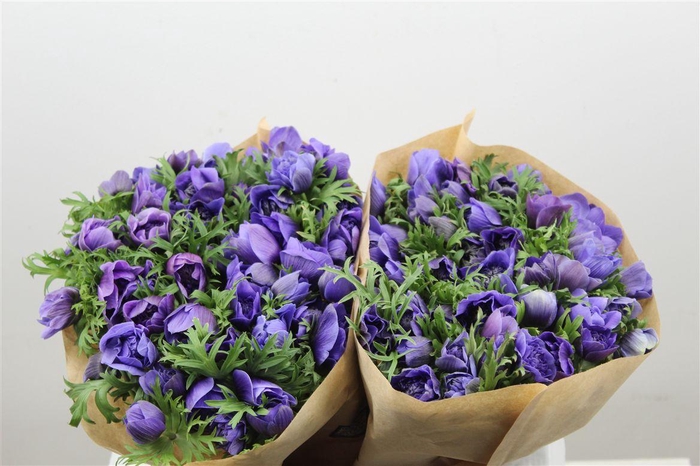 <h4>Anem Full Star Deep Blue</h4>