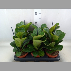 Ficus lyrata 'Bambino'