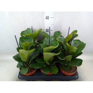Ficus lyrata 'Bambino'