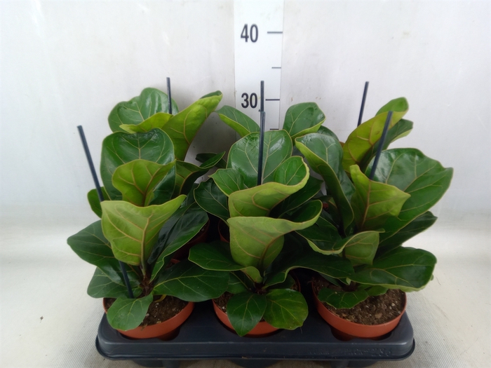 <h4>Ficus lyrata 'Bambino'</h4>
