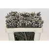 Kaaps Groen Silver Brunia