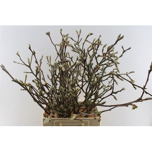 Magnolia Grandiflora