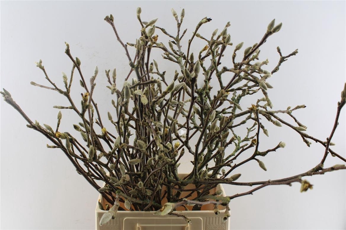 <h4>Magnolia Grandiflora</h4>