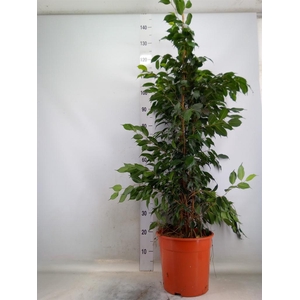 Ficus benja. 'Danielle'