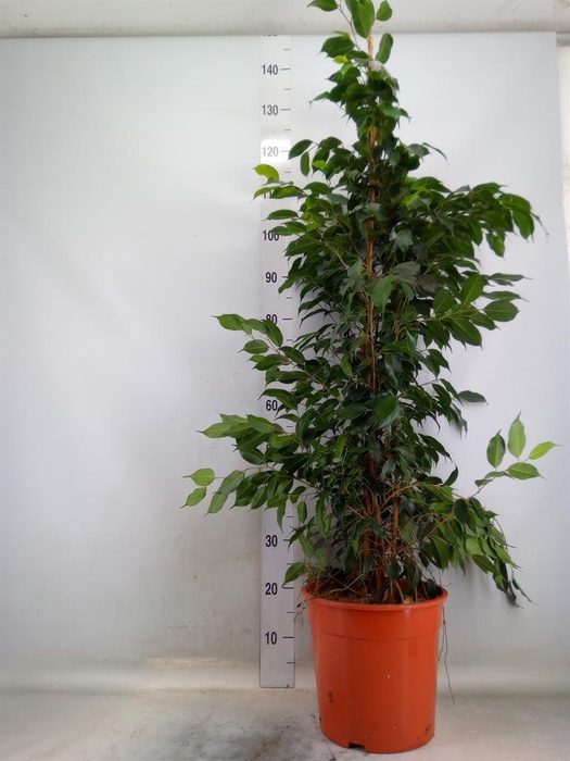 <h4>Ficus benja. 'Danielle'</h4>