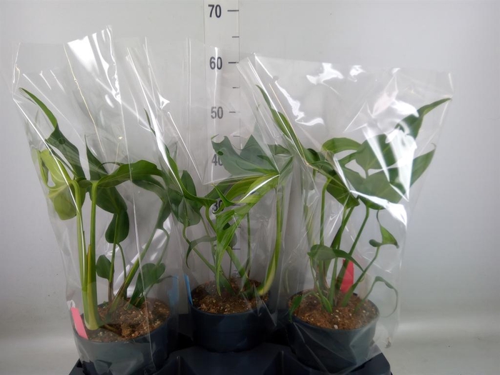 <h4>Monstera   ...</h4>