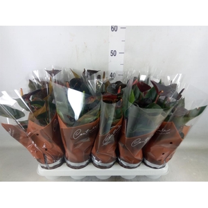 Anthurium  'Black Love'