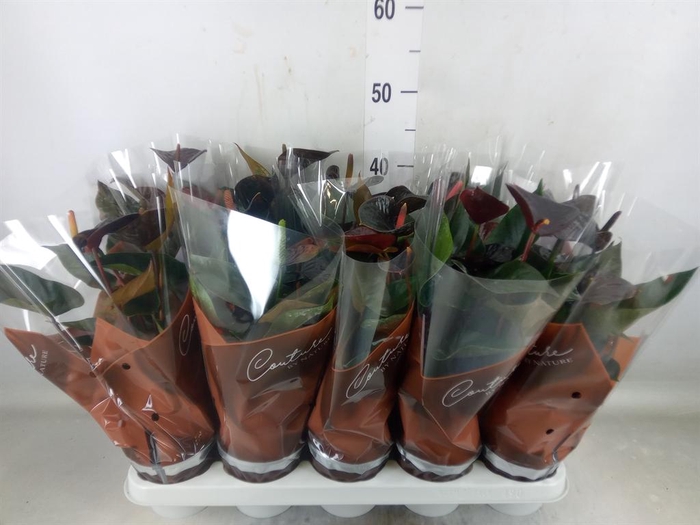 <h4>Anthurium  'Black Love'</h4>