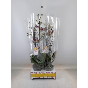 Phalaenopsis   ...red