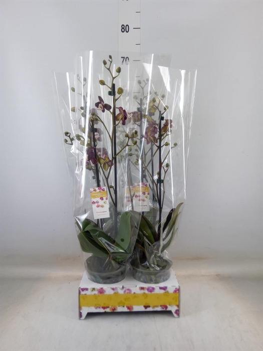 <h4>Phalaenopsis   ...red</h4>