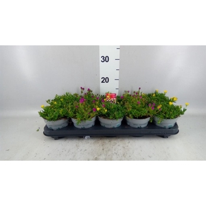 Delosperma coop. 'JewDesert'  ..mix