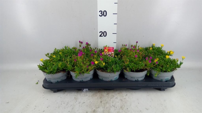<h4>Delosperma coop. 'JewDesert'  ..mix</h4>