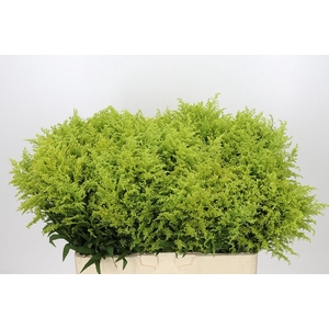 Solidago Tara Gold