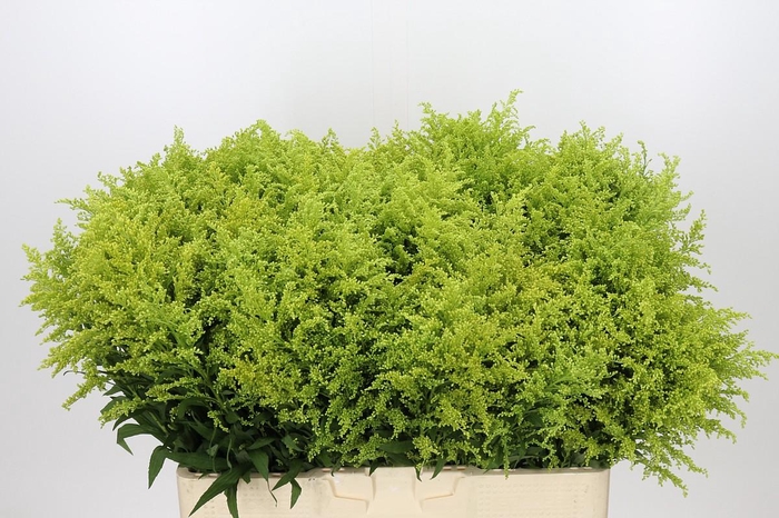 <h4>Solidago Tara Gold</h4>