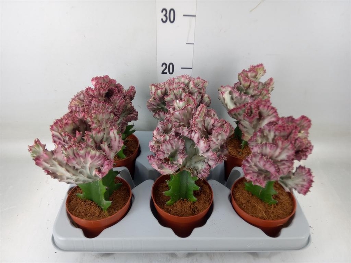 <h4>Euphorbia lactea</h4>
