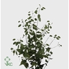 Lunaria Ann Groene Penning 90cm