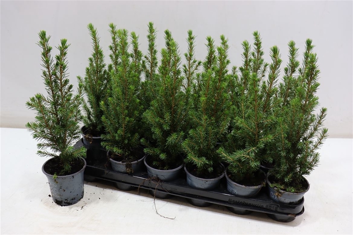 <h4>Picea Gl Conica</h4>