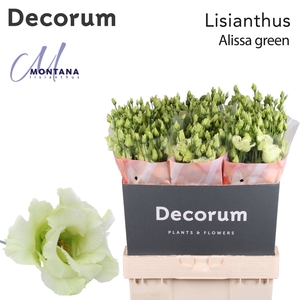 Lisianthus Alissa green 70cm