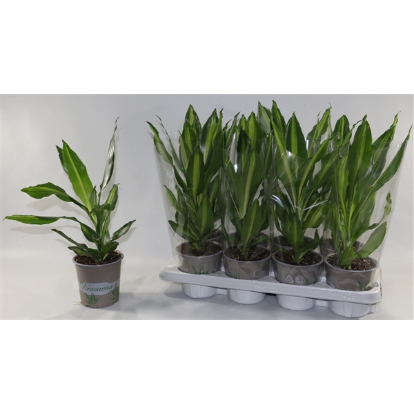 <h4>Dracaena Cintho 13cm</h4>