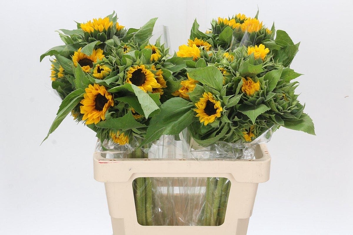 Helianthus Orange Fire