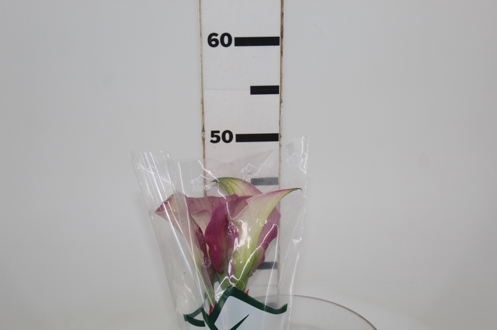 CALLA ROMANCE 040 CM