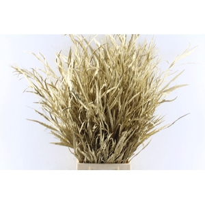 Grevillea Metal Gold