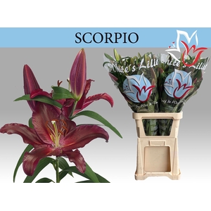 LI OR SCORPIO