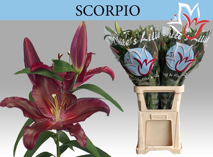 <h4>LI OR SCORPIO</h4>