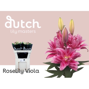 Li Or Double Roselily Viola 4+ Lily Master