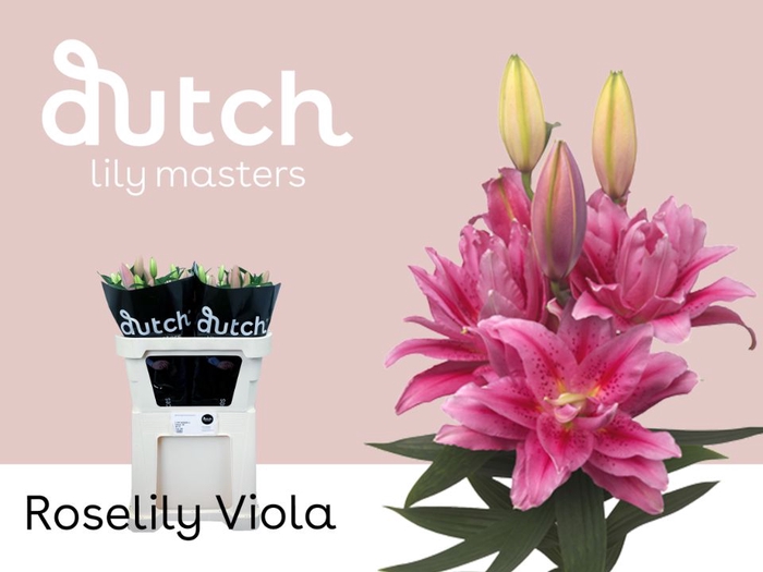 <h4>Li Or Double Roselily Viola 4+ Lily Master</h4>